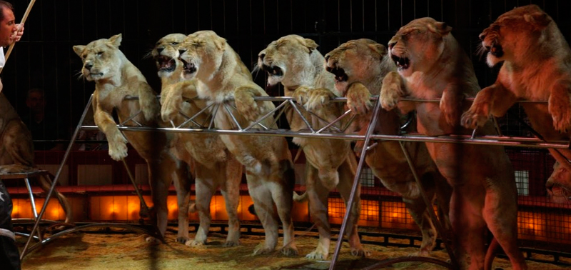 Animales en un esp&eacute;ctaculo circense