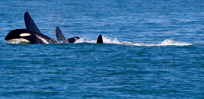 Las orcas nos honraron con su presencia